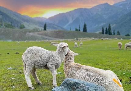 Amritsar to Gulmarg Pahalgam Sonmarg Scenic Valley Package